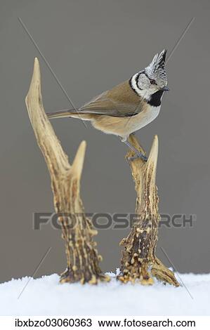 "Crested Tit (Lophophanes cristatus) perched on deer antlers in the snow, Swabian Alb biosphere reserve, Baden-Wurttemberg, Germany, Europe" View Large Photo Image Stock Image - "Crested Tit (Lophophanes cristatus) perched on deer antlers in the snow, Swabian Alb biosphere reserve, Baden-Wurttemberg, Germany, Europe". Fotosearch