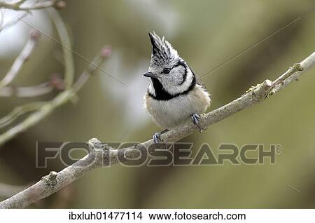 Crested Tit (Parus cristatus) View Large Photo Image Picture - Crested Tit (Parus cristatus). Fotosearch