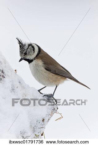 Crested Tit (Parus cristatus) View Large Photo Image Stock Photograph - Crested Tit (Parus cristatus). Fotosearch