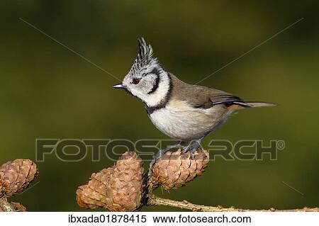 Crested Tit (Parus cristatus) with an erect crest perched on a larch branch View Large Photo Image Stock Photography - Crested Tit (Parus cristatus) with an erect crest perched on a larch branch. Fotosearch