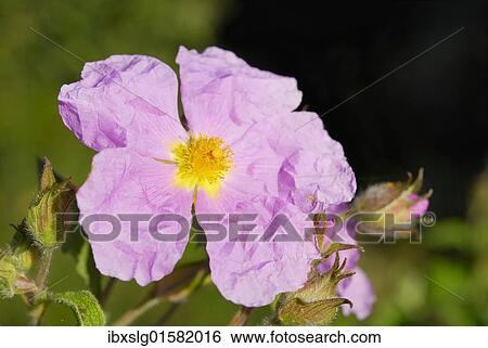 "Cretan rock rose (Cistus creticus L. ), Sardinia, Italy, Europe" View Large Photo Image Stock Photograph - "Cretan rock rose (Cistus creticus L. ), Sardinia, Italy, Europe". Fotosearch