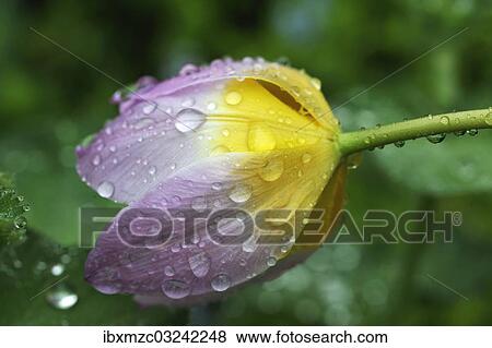 "Cretan tulip (Tulipa saxatilis), flower with water droplets, Eckental, Middle Franconia, Bavaria, Germany, Europe" View Large Photo Image Stock Photo - "Cretan tulip (Tulipa saxatilis), flower with water droplets, Eckental, Middle Franconia, Bavaria, Germany, Europe". Fotosearch