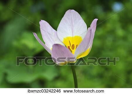 "Cretan tulip (Tulipa saxatilis), flower, Eckental, Middle Franconia, Bavaria, Germany, Europe" View Large Photo Image Stock Photograph - "Cretan tulip (Tulipa saxatilis), flower, Eckental, Middle Franconia, Bavaria, Germany, Europe". Fotosearch