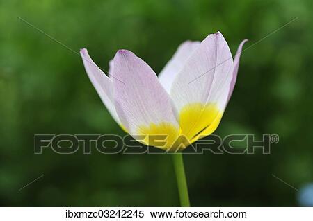 Stock Photography - "Cretan tulip (Tulipa saxatilis), flower, Eckental, Middle Franconia, Bavaria, Germany, Europe". Fotosearch
