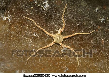 "Crevice Brittle Star (Ophiopholis aculeata), White Sea, Karelia, Russia, Europe" View Large Photo Image Stock Image - "Crevice Brittle Star (Ophiopholis aculeata), White Sea, Karelia, Russia, Europe". Fotosearch