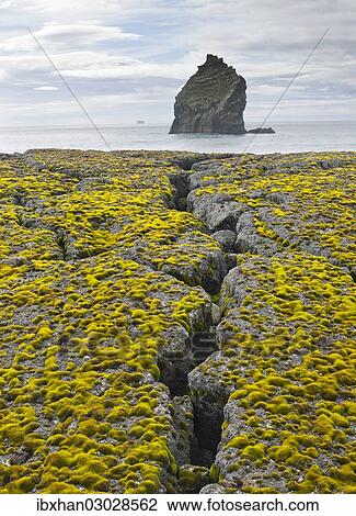 "Crevice, moss-covered lava and rocks in the sea, Reykjanes, Iceland, Europe" View Large Photo Image Stock Image - "Crevice, moss-covered lava and rocks in the sea, Reykjanes, Iceland, Europe". Fotosearch