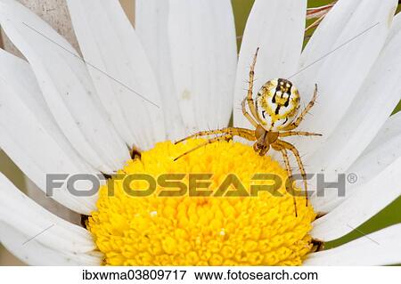 "Cricket-bat Orb-weaver Spider (Mangora acalypha) on an Ox-eye Daisy (Leucanthemum vulgare), Hesse, Germany, Europe" View Large Photo Image Stock Photo - "Cricket-bat Orb-weaver Spider (Mangora acalypha) on an Ox-eye Daisy (Leucanthemum vulgare), Hesse, Germany, Europe". Fotosearch