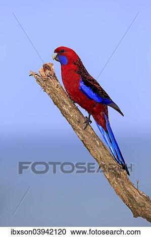 "Crimson Rosella (Platycercus elegans) adult on perch, Wilsons Promontory National Park, Victoria, Australia, Oceania" View Large Photo Image Stock Image - "Crimson Rosella (Platycercus elegans) adult on perch, Wilsons Promontory National Park, Victoria, Australia, Oceania". Fotosearch