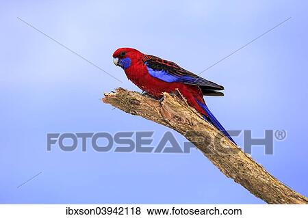 "Crimson Rosella (Platycercus elegans) adult on perch, Wilsons Promontory National Park, Victoria, Australia, Oceania" View Large Photo Image Stock Photo - "Crimson Rosella (Platycercus elegans) adult on perch, Wilsons Promontory National Park, Victoria, Australia, Oceania". Fotosearch