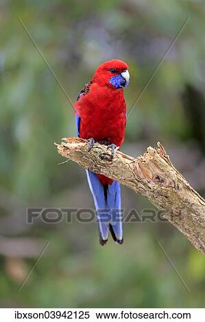 Stock Photography - "Crimson Rosella (Platycercus elegans) adult on perch, Wilsons Promontory National Park, Victoria, Australia, Oceania". Fotosearch