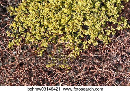 Crispleaf Buckwheat Eriogonum Corymbosum Var Aureum Hanging