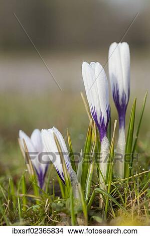 "Crocus (Crocus), Hesse, Germany, Europe" View Large Photo Image Picture - "Crocus (Crocus), Hesse, Germany, Europe". Fotosearch