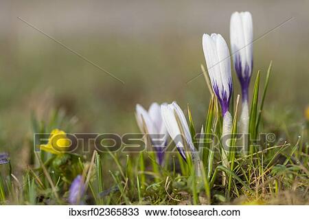 "Crocus (Crocus), Hesse, Germany, Europe" View Large Photo Image Stock Image - "Crocus (Crocus), Hesse, Germany, Europe". Fotosearch