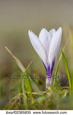 "Crocus (Crocus), Hesse, Germany, Europe" View Large Photo Image Stock Photography - "Crocus (Crocus), Hesse, Germany, Europe". Fotosearch