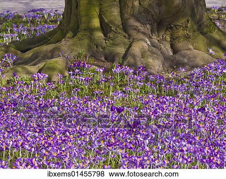 "Crocus (Crocus) in the spa gardens of Baden-Baden, Black Forest, Baden-Wuerttemberg, Germany, Europe" View Large Photo Image Stock Photo - "Crocus (Crocus) in the spa gardens of Baden-Baden, Black Forest, Baden-Wuerttemberg, Germany, Europe". Fotosearch