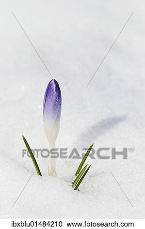"Crocus (Crocus neapolitanus), closed flower in snow" View Large Photo Image Stock Image - "Crocus (Crocus neapolitanus), closed flower in snow". Fotosearch
