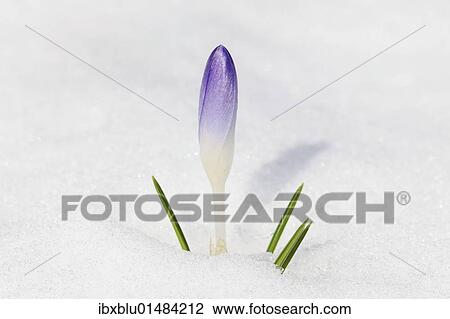 Stock Image - "Crocus (Crocus neapolitanus), closed flower in snow". Fotosearch