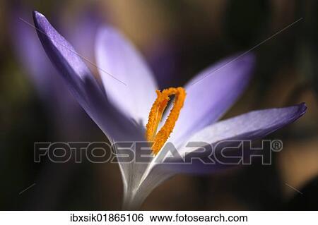 "Crocus (Crocus), pistils" View Large Photo Image Stock Photograph - "Crocus (Crocus), pistils". Fotosearch