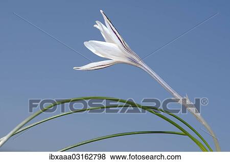 "Crocus (Crocus reticulatus), Odessa Oblast, Ukraine, Europe" View Large Photo Image Stock Photo - "Crocus (Crocus reticulatus), Odessa Oblast, Ukraine, Europe". Fotosearch