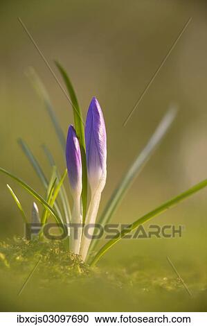 "Crocus (Crocus sp. ), Leverkusen, Bergisches Land, North Rhine-Westphalia, Germany, Europe" View Large Photo Image Stock Image - "Crocus (Crocus sp. ), Leverkusen, Bergisches Land, North Rhine-Westphalia, Germany, Europe". Fotosearch