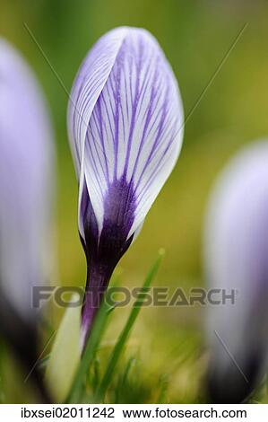 Crocus (Crocus) View Large Photo Image Stock Image - Crocus (Crocus). Fotosearch