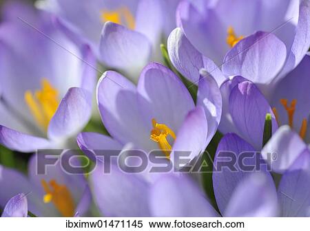 "Crocus (Crocus), violet" View Large Photo Image Stock Photography - "Crocus (Crocus), violet". Fotosearch
