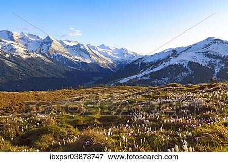 "Crocus meadow in the high mountains, Zillertal, Tyrol, Austria, Europe" View Large Photo Image Stock Photo - "Crocus meadow in the high mountains, Zillertal, Tyrol, Austria, Europe". Fotosearch