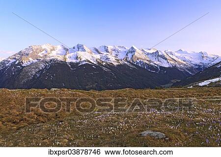 "Crocus meadow in the high mountains, Zillertal, Tyrol, Austria, Europe" View Large Photo Image Stock Photograph - "Crocus meadow in the high mountains, Zillertal, Tyrol, Austria, Europe". Fotosearch