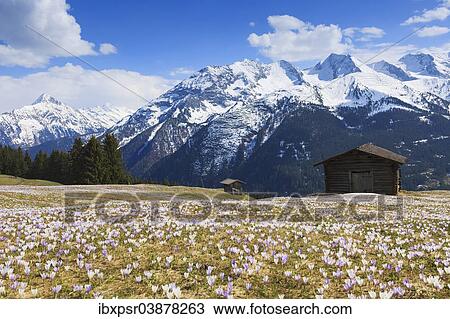 "Crocus meadow in the mountains, Zillertal, Tyrol, Austria, Europe" View Large Photo Image Stock Image - "Crocus meadow in the mountains, Zillertal, Tyrol, Austria, Europe". Fotosearch