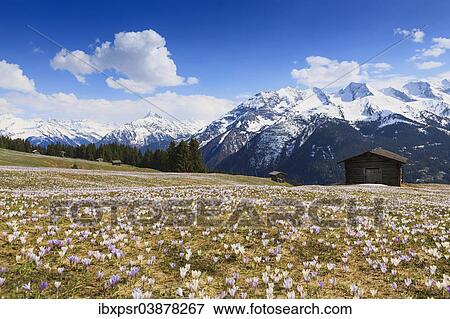 "Crocus meadow in the mountains, Zillertal, Tyrol, Austria, Europe" View Large Photo Image Stock Photo - "Crocus meadow in the mountains, Zillertal, Tyrol, Austria, Europe". Fotosearch