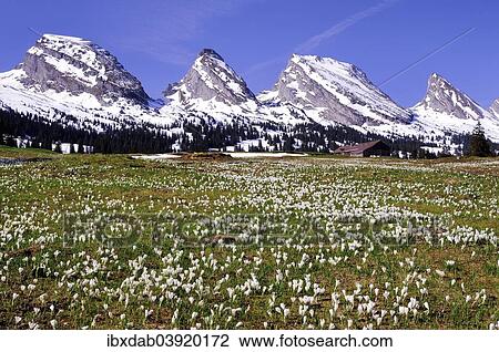 "Crocus meadow on the Sellamatt in Toggenburg, the snowy Churfirsten at the back, Schibenstoll, Zuestoll, Brisi, Frumsel, Unterwasser, Canton of St. Gallen, Switzerland, Europe" View Large Photo Image Stock Image - "Crocus meadow on the Sellamatt in Toggenburg, the snowy Churfirsten at the back, Schibenstoll, Zuestoll, Brisi, Frumsel, Unterwasser, Canton of St. Gallen, Switzerland, Europe". Fotosearch