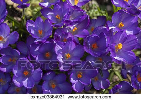 "Crocuses (Crocus), Bavaria, Germany, Europe" View Large Photo Image Stock Image - "Crocuses (Crocus), Bavaria, Germany, Europe". Fotosearch