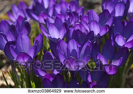 Stock Photo - "Crocuses (Crocus), Bavaria, Germany, Europe". Fotosearch