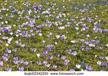 "Crocuses (Crocus) in the botanical garden, castle, Karlsruhe, Baden-Wuerttemberg, Germany, Europe" View Large Photo Image Stock Image - "Crocuses (Crocus) in the botanical garden, castle, Karlsruhe, Baden-Wuerttemberg, Germany, Europe". Fotosearch
