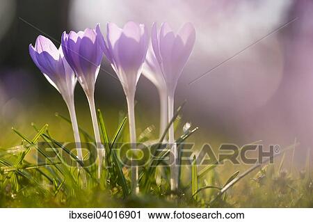 "Crocuses (Crocus) on a meadow, Germany, Europe" View Large Photo Image Stock Image - "Crocuses (Crocus) on a meadow, Germany, Europe". Fotosearch