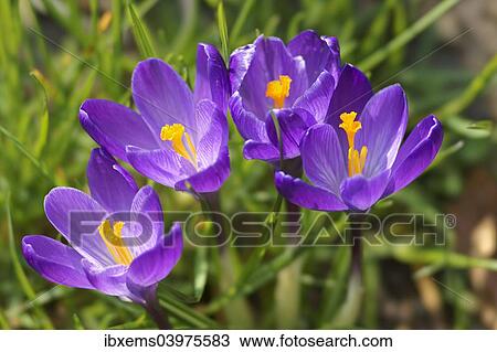 "Crocuses (Crocus sp. ), Baden-Wurttemberg, Germany, Europe" View Large Photo Image Stock Image - "Crocuses (Crocus sp. ), Baden-Wurttemberg, Germany, Europe". Fotosearch