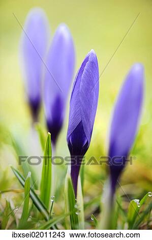 Crocuses (Crocus) View Large Photo Image Stock Image - Crocuses (Crocus). Fotosearch