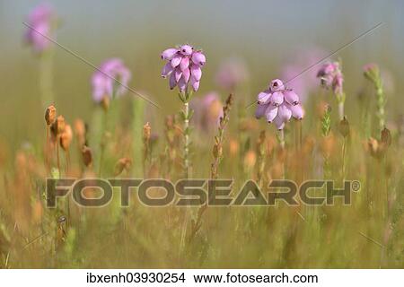 "Cross-leaved Heath (Erica tetralix), Emsland, Lower Saxony, Germany, Europe" View Large Photo Image Picture - "Cross-leaved Heath (Erica tetralix), Emsland, Lower Saxony, Germany, Europe". Fotosearch