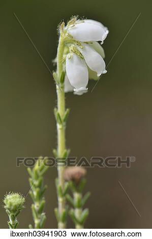 "Cross-leaved Heath (Erica tetralix), Emsland, Lower Saxony, Germany, Europe" View Large Photo Image Stock Image - "Cross-leaved Heath (Erica tetralix), Emsland, Lower Saxony, Germany, Europe". Fotosearch