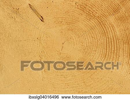 "Cross section of a felled spruce (Abies picata) with annual rings and piece of a branch, Bavaria, Germany, Europe" View Large Photo Image Stock Photograph - "Cross section of a felled spruce (Abies picata) with annual rings and piece of a branch, Bavaria, Germany, Europe". Fotosearch