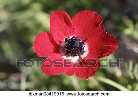 "Crown Anemone, Poppy Anemone or Spanish Marigold (Anemone coronaria), Cesme Peninsula, Izmir Province, Aegean Region, Turkey, Asia" View Large Photo Image Stock Photograph - "Crown Anemone, Poppy Anemone or Spanish Marigold (Anemone coronaria), Cesme Peninsula, Izmir Province, Aegean Region, Turkey, Asia". Fotosearch