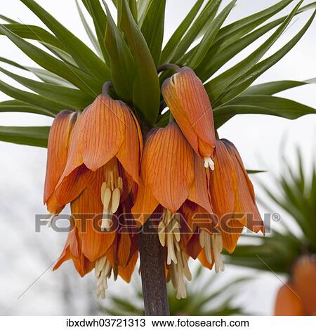 Stock Image - "Crown Imperial Fritillary, Crown Imperial or Kaiser's Crown (Fritillaria imperialis), Ruhr district, Dortmund, North Rhine-Westphalia, Germany, Europe". Fotosearch