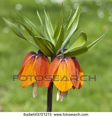 "Crown Imperial Fritillary, Crown Imperial or Kaiser's Crown (Fritillaria imperialis) 'Orange Brilliant'" View Large Photo Image Stock Photography - "Crown Imperial Fritillary, Crown Imperial or Kaiser's Crown (Fritillaria imperialis) 'Orange Brilliant'". Fotosearch