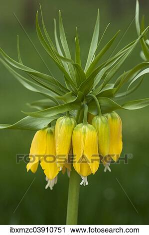 Stock Image - "Crown Imperial Fritillary (Fritillaria imperialis), yellow-flowering, Bavaria, Germany, Europe". Fotosearch