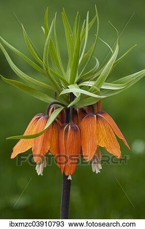 "Crown Imperial Fritillary (Fritillaria imperialis), orange-flowering, Bavaria, Germany, Europe" View Large Photo Image Stock Image - "Crown Imperial Fritillary (Fritillaria imperialis), orange-flowering, Bavaria, Germany, Europe". Fotosearch