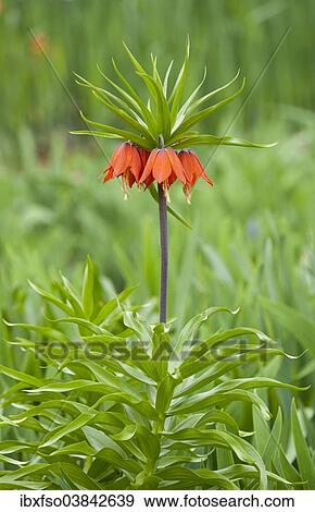 "Crown Imperial Fritillary (Fritillaria imperialis Rubra), flowering, Thuringia, Germany, Europe" View Large Photo Image Stock Photo - "Crown Imperial Fritillary (Fritillaria imperialis Rubra), flowering, Thuringia, Germany, Europe". Fotosearch