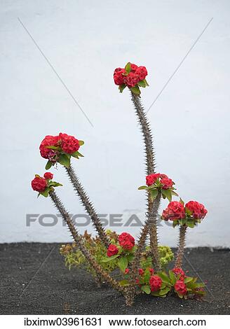 Stock Image - "Crown of Thorns (Euphorbia milii), Spain, Europe". Fotosearch