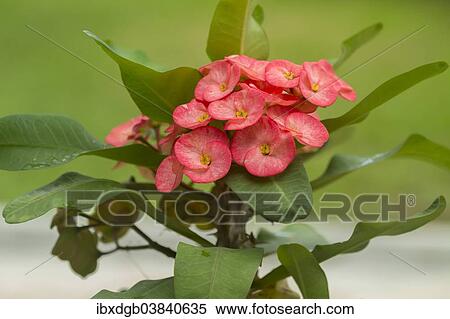 "Crown of Thorns (Euphorbia milii), native to Madagascar" View Large Photo Image Stock Photography - "Crown of Thorns (Euphorbia milii), native to Madagascar". Fotosearch