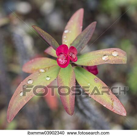 "Crown of Thorns or Christ Plant (Euphorbia milii) with water drops, La Palma, Canary Islands, Spain, Europe" View Large Photo Image Stock Image - "Crown of Thorns or Christ Plant (Euphorbia milii) with water drops, La Palma, Canary Islands, Spain, Europe". Fotosearch