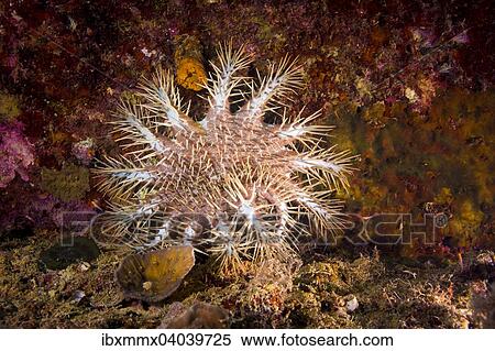 Stock Photography - "Crown-of-thorns Starfish (Acanthaster ellisii), Palau, Oceania". Fotosearch